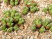 T - Conophytum 17.jpg