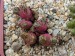 T - Conophytum 21.jpg