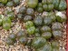 T - Conophytum 23.jpg