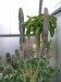 PF - Euphorbia, Monadenium, Pachypodium.jpg