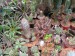 PF - Euphorbia 1.jpg