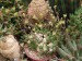 PF - Euphorbia 8.jpg