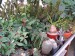 PF - Euphorbia 10.jpg