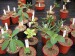ES - Euphorbia, Monadenium.jpg