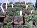 FH - Haworthia 6.jpg