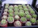 FH - Haworthia lockwoodii.jpg